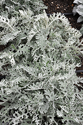 Silver Dust Dusty Miller (Senecio cineraria 'Silver Dust') at Canadale Nurseries