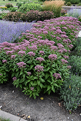 Euphoria Ruby Joe Pye Weed (Eupatorium purpureum 'FLOREUPRE1') at Canadale Nurseries