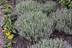 Annet Lavender (Lavandula angustifolia 'Annet') at Canadale Nurseries