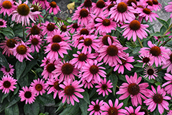 Sombrero Rosada Coneflower (Echinacea 'Balsomrosa') at Canadale Nurseries