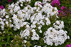 Ka-Pow White Garden Phlox (Phlox paniculata 'Balkapowi') at Canadale Nurseries