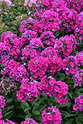 Super Ka-Pow Fuchsia Garden Phlox (Phlox paniculata 'Balsukafus') at Canadale Nurseries