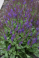 Blue By You Meadow Sage (Salvia nemorosa 'Balsalbyu') at Canadale Nurseries