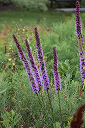 Blazing Star (Liatris spicata) at Canadale Nurseries
