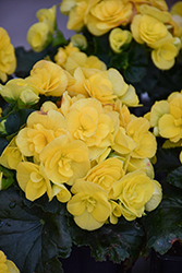 Solenia Yellow Begonia (Begonia x hiemalis 'Solenia Yellow') at Canadale Nurseries