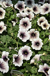Supertunia Latte Petunia (Petunia 'Supertunia Latte') at Canadale Nurseries