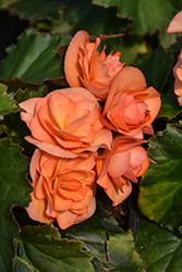 Solenia Apricot Begonia (Begonia x hiemalis 'Solenia Apricot') at Canadale Nurseries