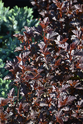 Summer Wine Black Ninebark (Physocarpus opulifolius 'SMNPMS') at Canadale Nurseries
