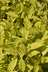 Prairie Fire Dogwood (Cornus alba 'Prairie Fire') at Canadale Nurseries