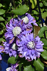 Diamantina Clematis (Clematis 'Diamantina') at Canadale Nurseries