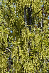 Crimson Spire Oak (Quercus 'Crimschmidt') at Canadale Nurseries