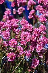 Vesuvius Black-leaved Sea Thrift (Armeria maritima 'Vesuvius') at Canadale Nurseries