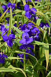 Blue And Gold Spiderwort (Tradescantia x andersoniana 'Blue And Gold') at Canadale Nurseries