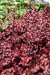Fire Chief Coral Bells (Heuchera 'Fire Chief') at Canadale Nurseries