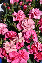 Sunflor Bowie Carnation (Dianthus caryophyllus 'Sunflor Bowie') at Canadale Nurseries