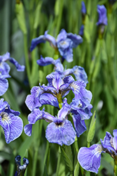 Dwarf Arctic Iris (Iris setosa var. arctica) at Canadale Nurseries