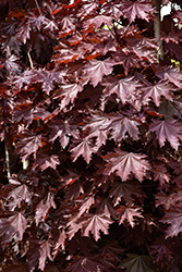Crimson Sentry Norway Maple (Acer platanoides 'Crimson Sentry') at Canadale Nurseries