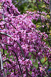 Golden Falls Redbud (Cercis canadensis 'NC2015-12') at Canadale Nurseries