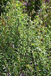 Dragon's Claw Willow (Salix matsudana 'Tortuosa') at Canadale Nurseries