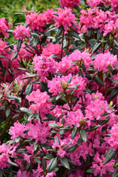 Landmark Rhododendron (Rhododendron 'Landmark') at Canadale Nurseries
