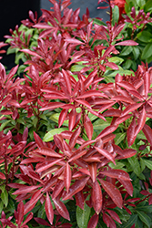 Mountain Fire Japanese Pieris (Pieris japonica 'Mountain Fire') at Canadale Nurseries