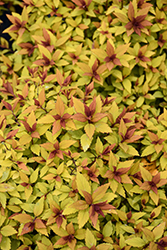 Poprocks Rainbow Fizz Spirea (Spiraea japonica 'Matgold') at Canadale Nurseries