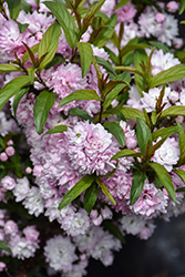 Double Pink Flowering Almond (Prunus glandulosa 'Rosea Plena') at Canadale Nurseries