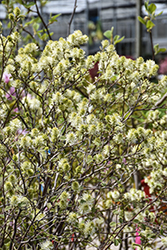 Mt. Airy Fothergilla (Fothergilla major 'Mt. Airy') at Canadale Nurseries