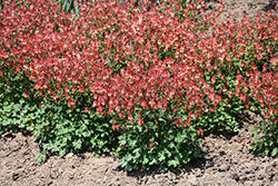 Little Lanterns Columbine (Aquilegia canadensis 'Little Lanterns') at Canadale Nurseries
