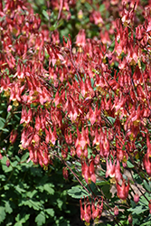 Little Lanterns Columbine (Aquilegia canadensis 'Little Lanterns') at Canadale Nurseries