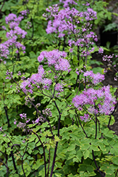 Black Stockings Meadow Rue (Thalictrum 'Black Stockings') at Canadale Nurseries