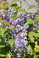 Scentara Double Blue Lilac (Syringa x hyacinthiflora 'SMNSHBBL') at Canadale Nurseries