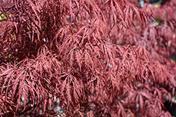 Garnet Cutleaf Japanese Maple (Acer palmatum 'Garnet') at Canadale Nurseries