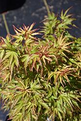 Kamagata Japanese Maple (Acer palmatum 'Kamagata') at Canadale Nurseries