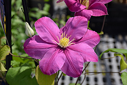 Alaina Clematis (Clematis 'Evipo056') at Canadale Nurseries