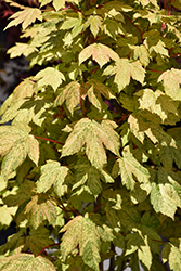 Eskimo Sunset Sycamore Maple (Acer pseudoplatanus 'Eskimo Sunset') at Canadale Nurseries