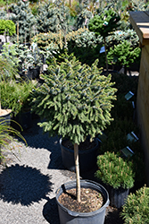 Dwarf Serbian Spruce (tree form) (Picea omorika 'Nana (tree form)') at Canadale Nurseries