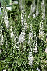 White Wands Speedwell (Veronica 'White Wands') at Canadale Nurseries