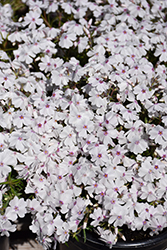 Amazing Grace Moss Phlox (Phlox subulata 'Amazing Grace') at Canadale Nurseries