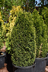 Emerald Petite Arborvitae (Thuja occidentalis 'Thusid4') at Canadale Nurseries