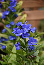 Loddon Royalist Anchusa (Anchusa azurea 'Loddon Royalist') at Canadale Nurseries