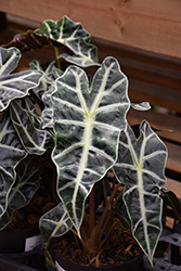 Polly Amazon Elephant's Ear (Alocasia amazonica 'Polly') at Canadale Nurseries