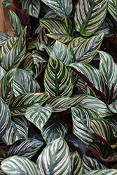 Pinstripe Calathea (Calathea ornata) at Canadale Nurseries