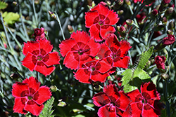 Fire Star Pinks (Dianthus 'Devon Xera') at Canadale Nurseries