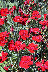 Fire Star Pinks (Dianthus 'Devon Xera') at Canadale Nurseries