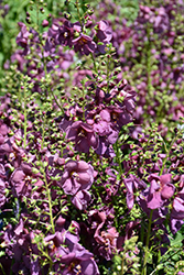 Plum Smokey Mullein (Verbascum 'Plum Smokey') at Canadale Nurseries