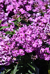 Early Purple Eye Garden Phlox (Phlox paniculata 'Early Purple Eye') at Canadale Nurseries