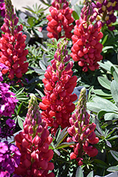 Westcountry Red Rum Lupine (Lupinus 'Red Rum') at Canadale Nurseries