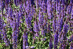 Blue By You Meadow Sage (Salvia nemorosa 'Balsalbyu') at Canadale Nurseries