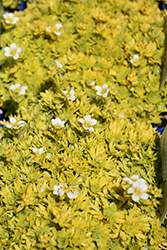 Cloth Of Gold Saxifrage (Saxifraga 'Cloth Of Gold') at Canadale Nurseries